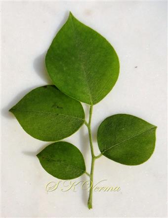  Leaf